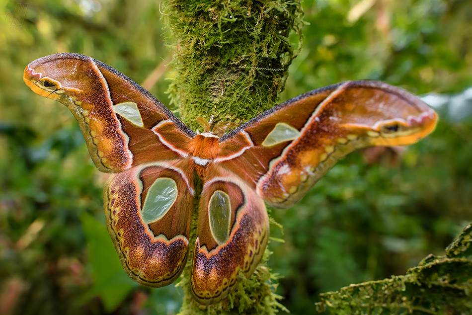 Rothschildia aricia