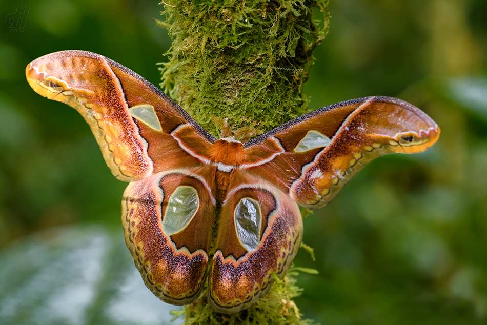 Rothschildia aricia