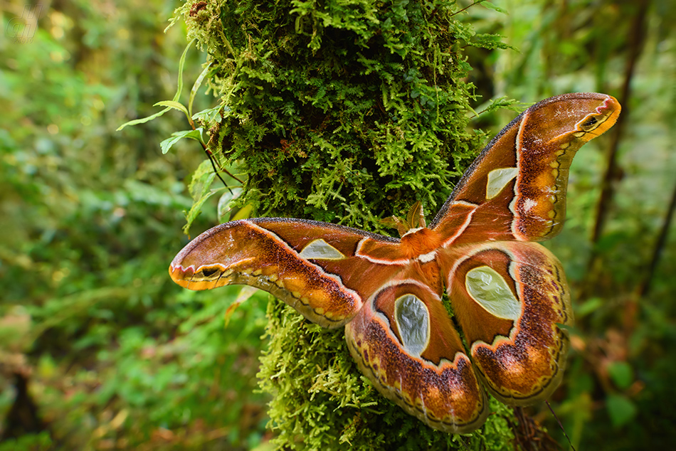 Rothschildia aricia