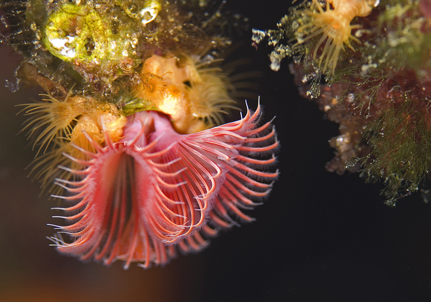 rournatec červovitý - Serpula vermicularis