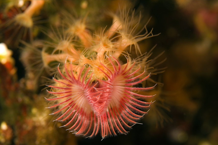 rournatec červovitý - Serpula vermicularis