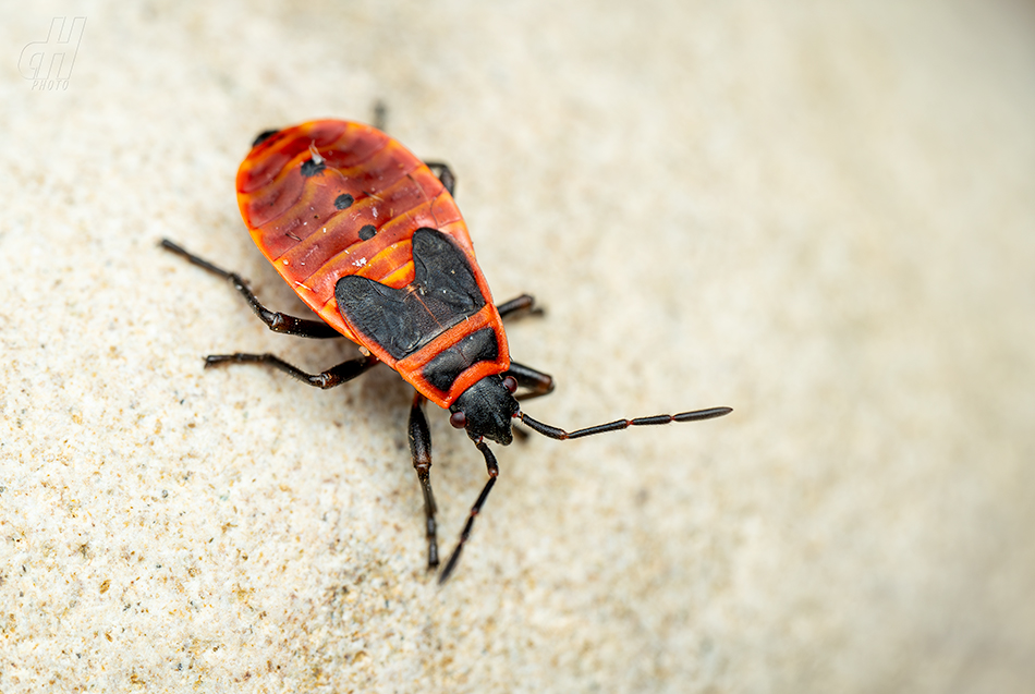 ruměnice pospolná - Pyrrhocoris apterus