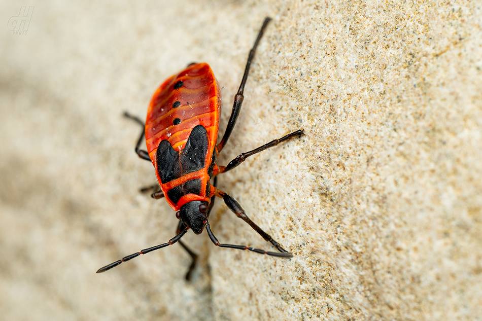 ruměnice pospolná - Pyrrhocoris apterus