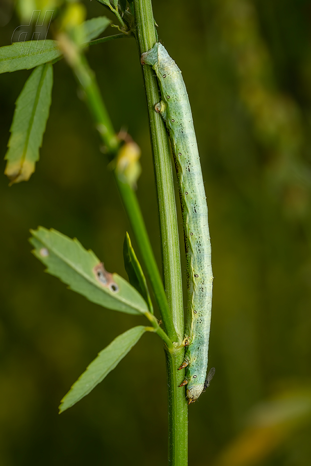 různorožec pelyňkový - Ascotis selenaria