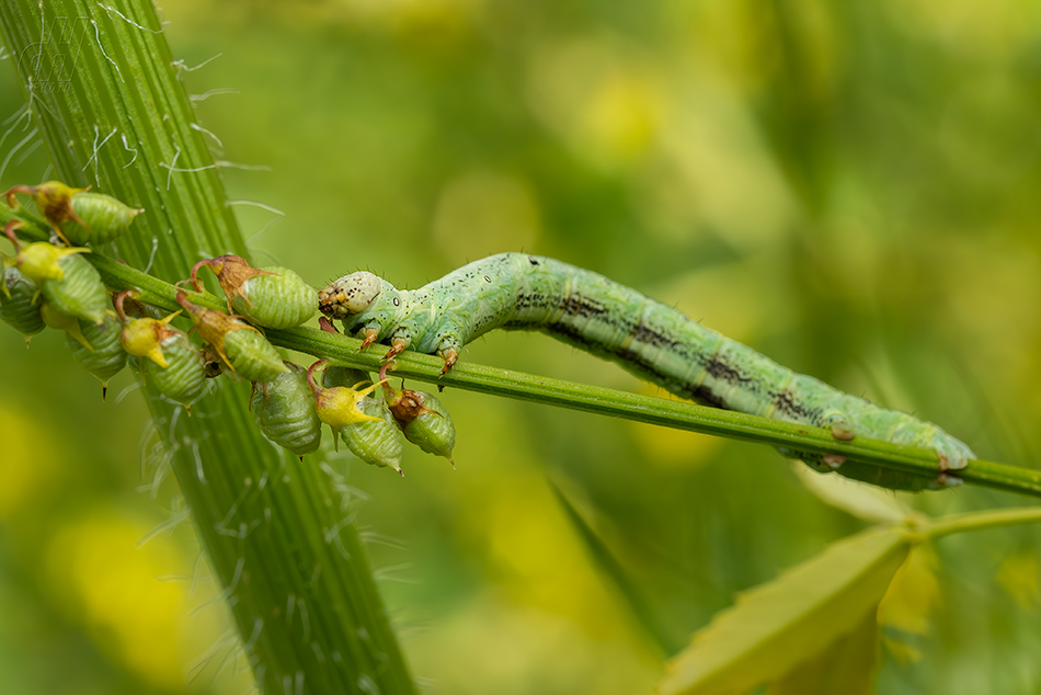 různorožec pelyňkový - Ascotis selenaria