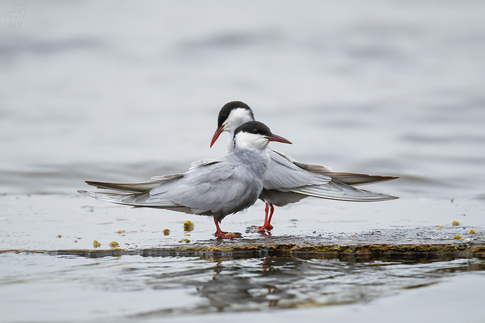 rybák obecný - Sterna hirundo