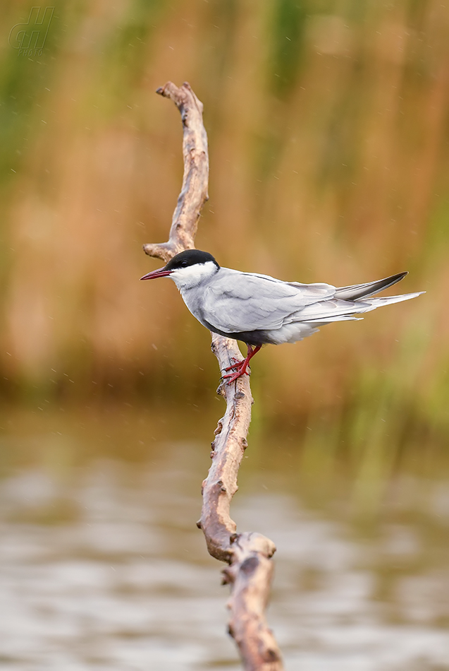 rybák obecný - Sterna hirundo