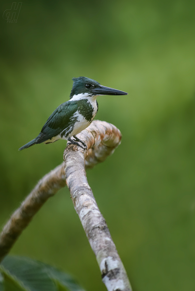 rybařík amazonský - Chloroceryle amazona