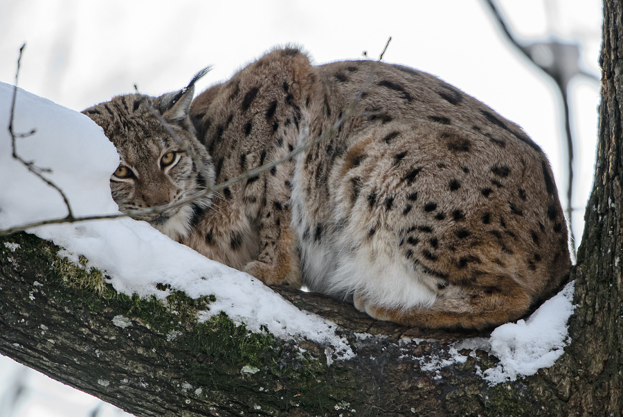 rys ostrovid - Lynx lynx