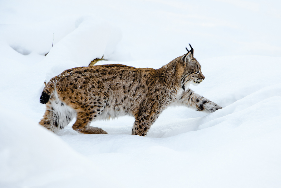 rys ostrovid - Lynx lynx