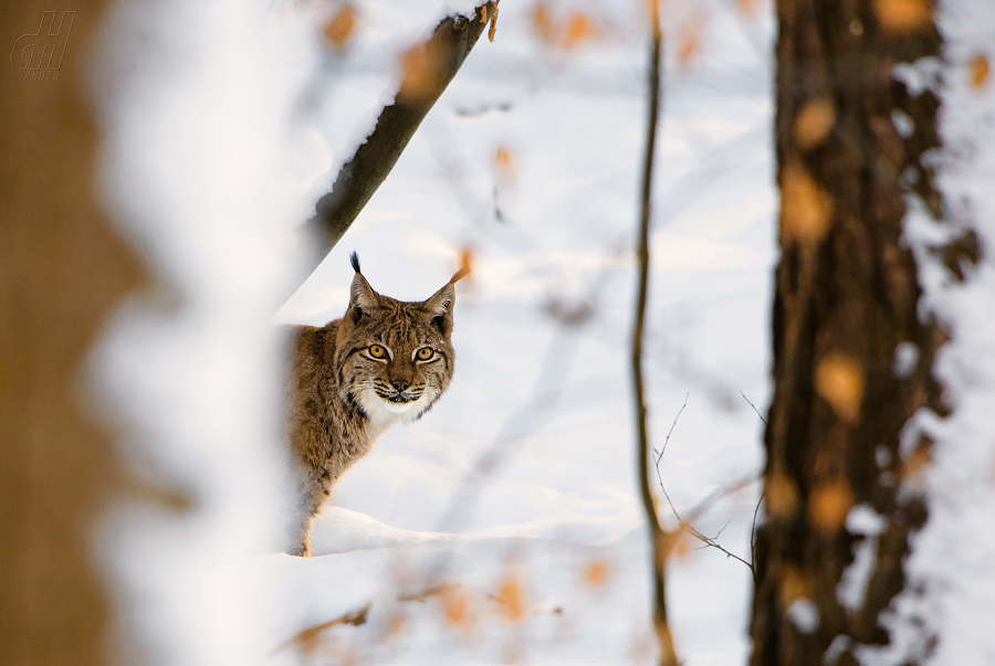 rys ostrovid - Lynx lynx