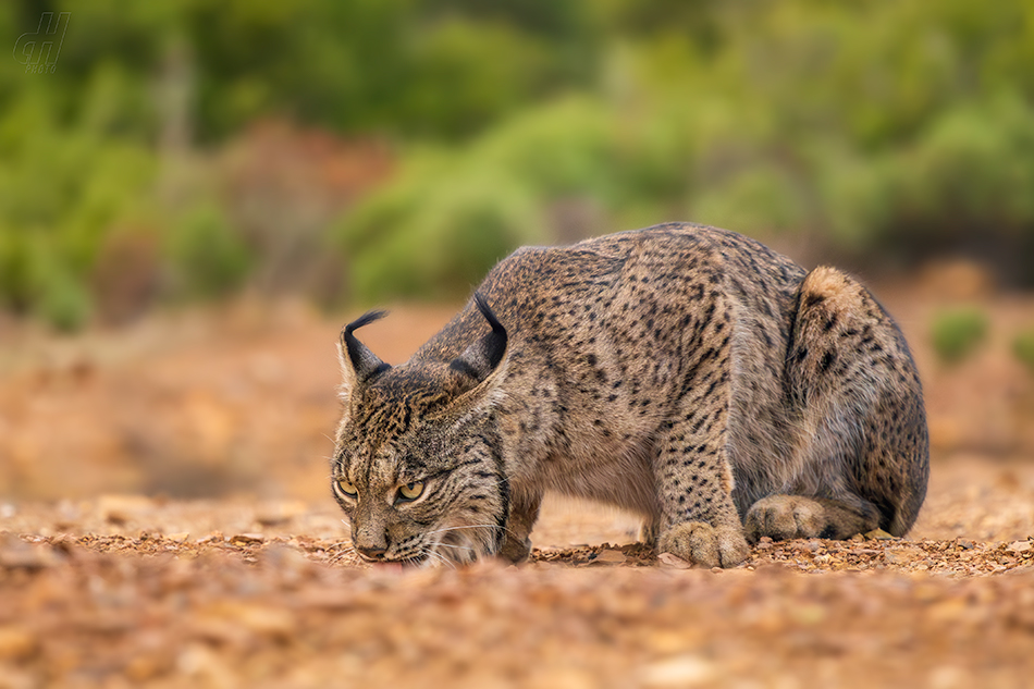 rys pardálový - Lynx pardinus