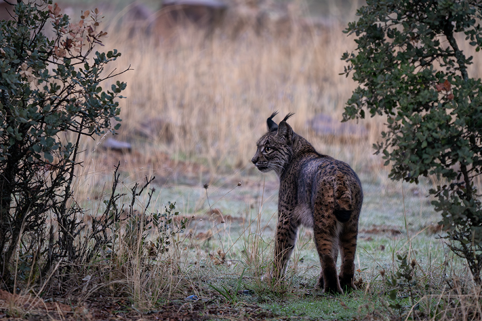 rys pardálový - Lynx pardinus