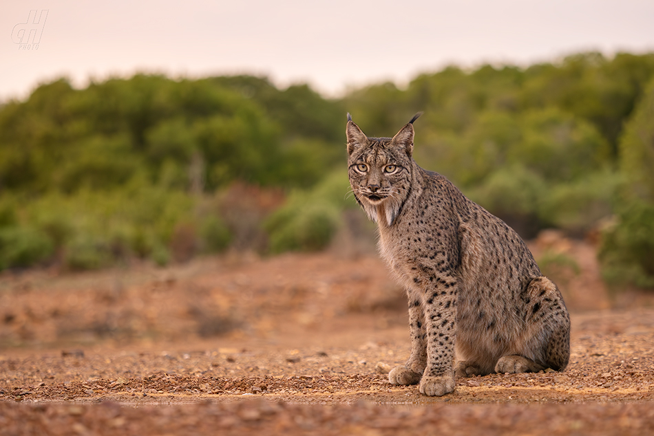 rys pardálový - Lynx pardinus