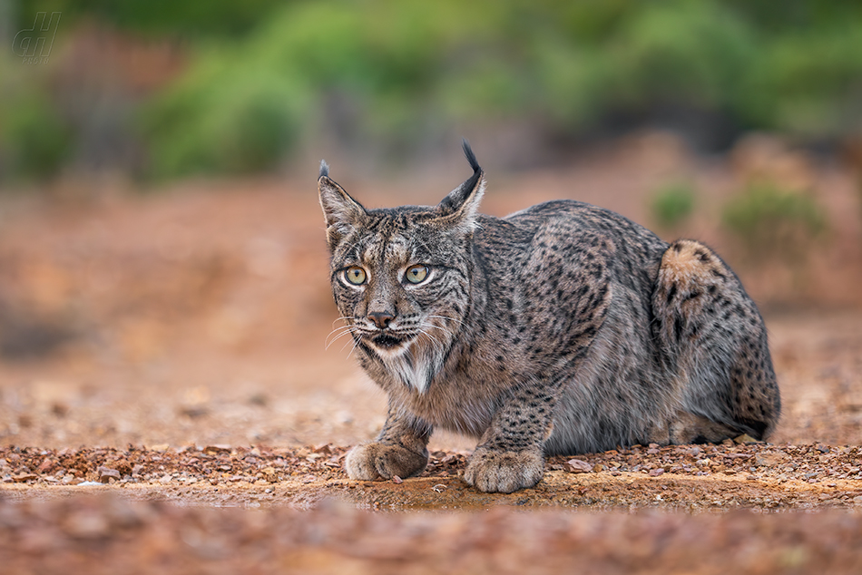 rys pardálový - Lynx pardinus