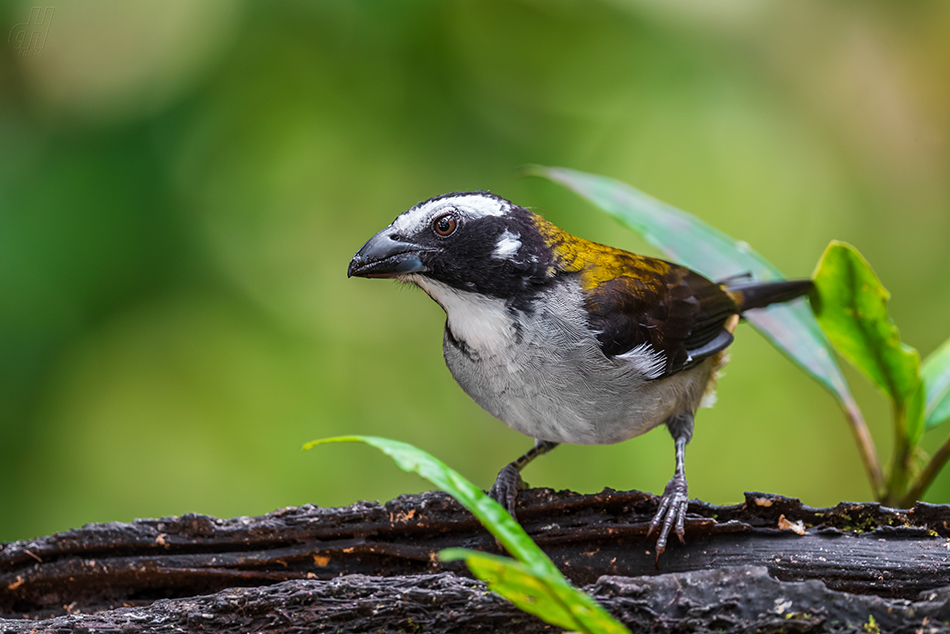 saltator černokřídlý - Saltator atripennis