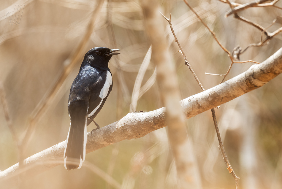 šáma madagaskarská - Copsychus albospecularis