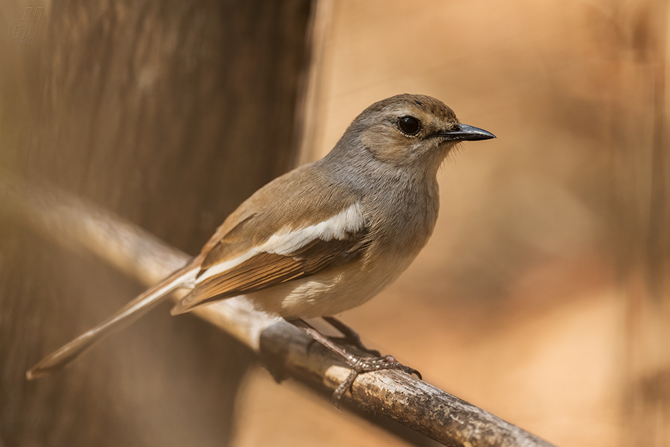 šáma madagaskarská - Copsychus albospecularis