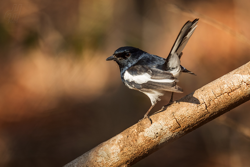 šáma madagaskarská - Copsychus albospecularis