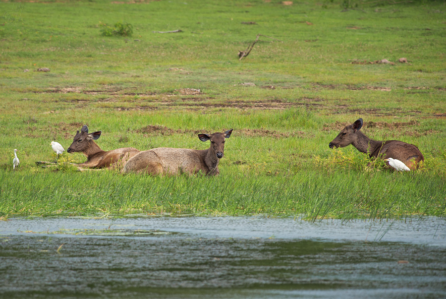 sambar indický - Rusa unicolor