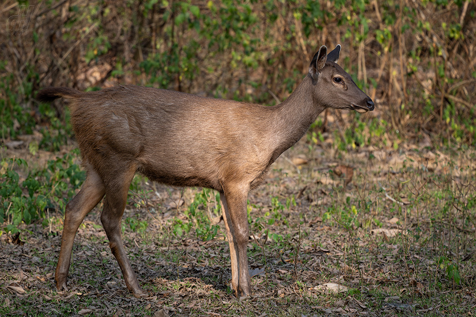 sambar indický - Rusa unicolor