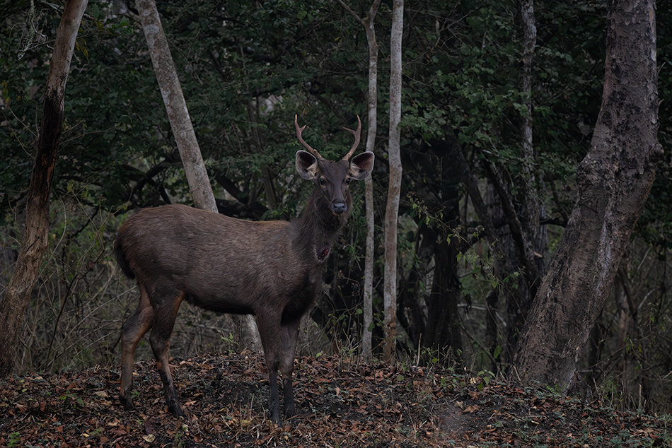 sambar indický - Rusa unicolor