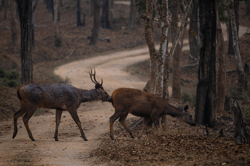 sambar indický - Rusa unicolor