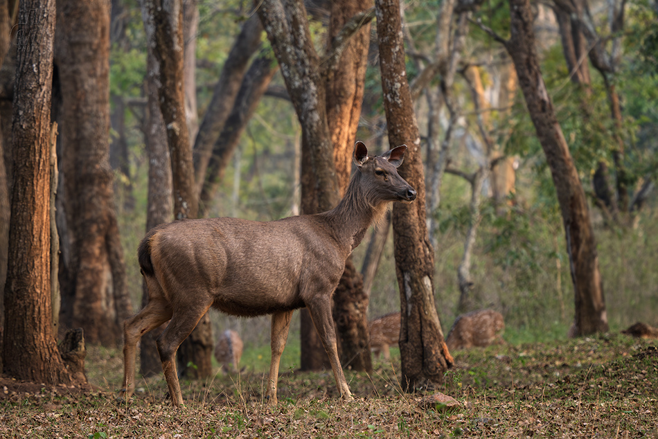 sambar indický - Rusa unicolor