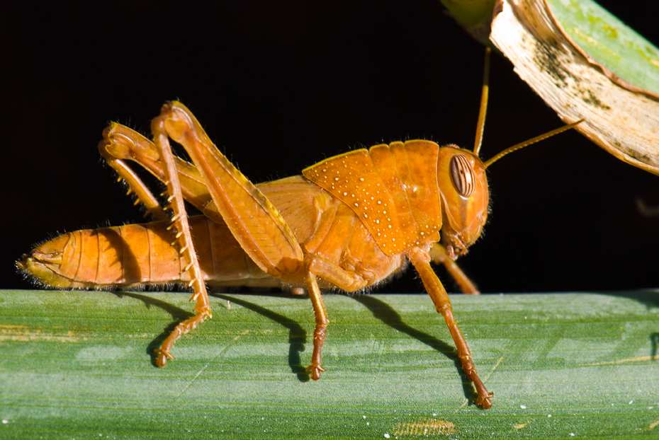 saranče egyptská - Anacridium aegyptium