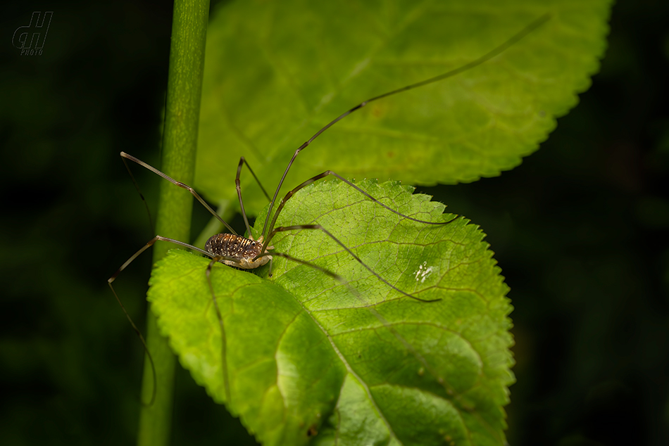 sekáč Canestriniho - Opilio canestrinii