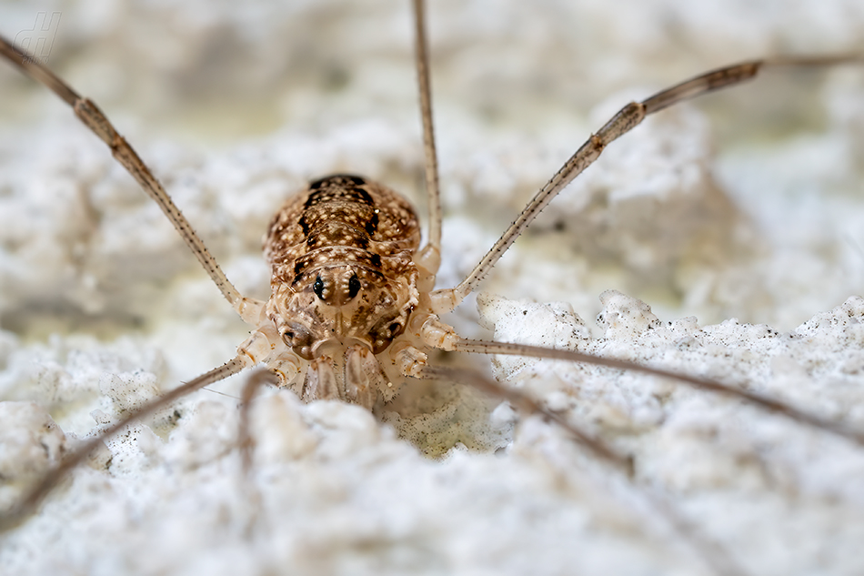 sekáč domácí - Opilio parietinus 