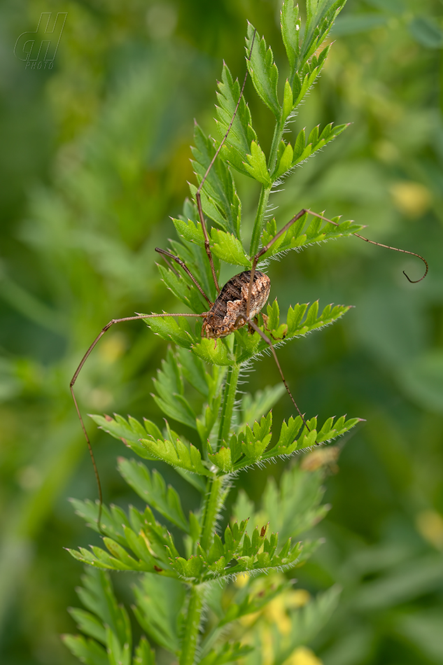 sekáč domácí - Opilio parietinus 