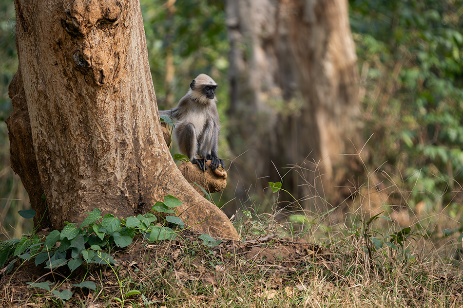 Semnopithecus hypoleucos