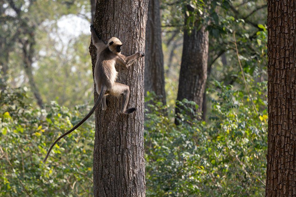 Semnopithecus hypoleucos