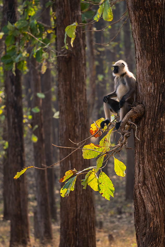 Semnopithecus hypoleucos