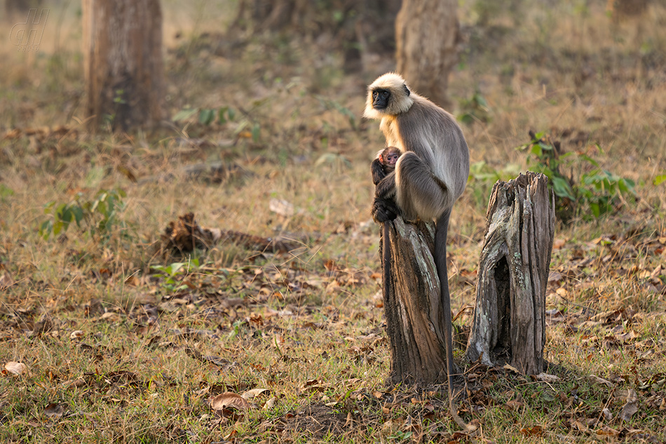 Semnopithecus hypoleucos