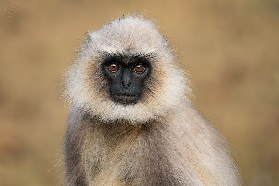 Semnopithecus hypoleucos