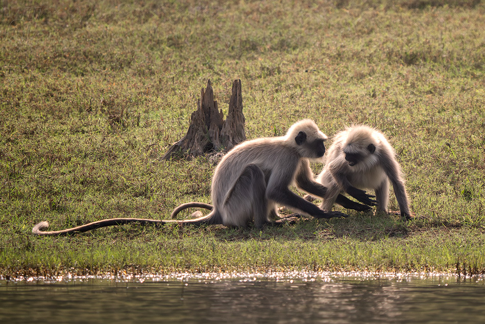 Semnopithecus hypoleucos