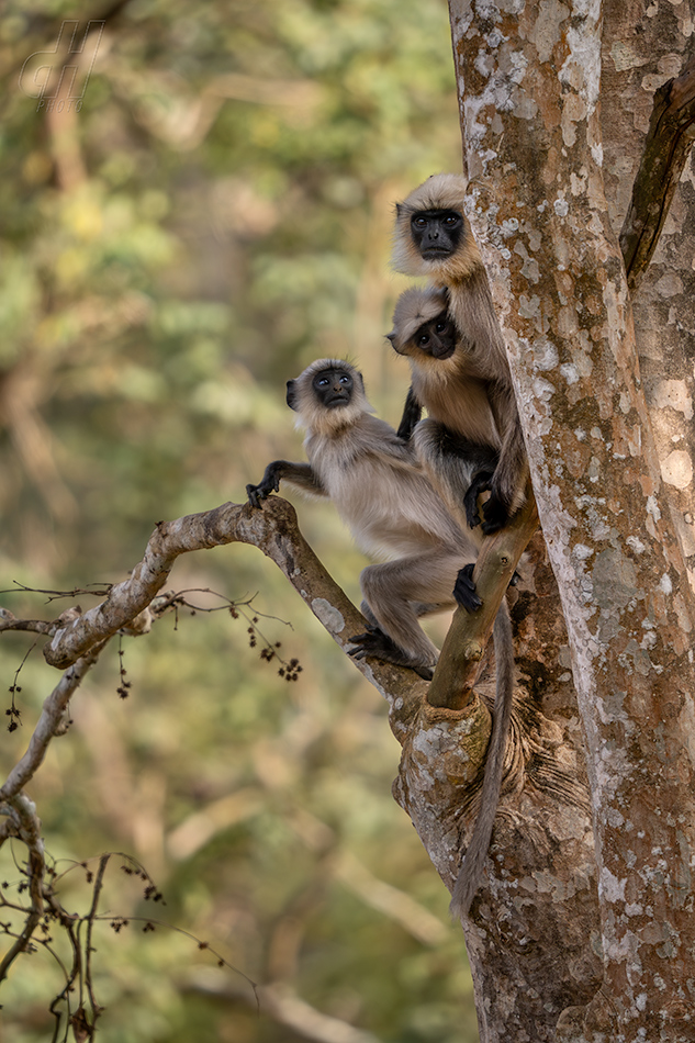 Semnopithecus hypoleucos