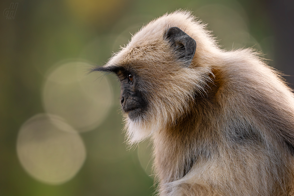 Semnopithecus hypoleucos