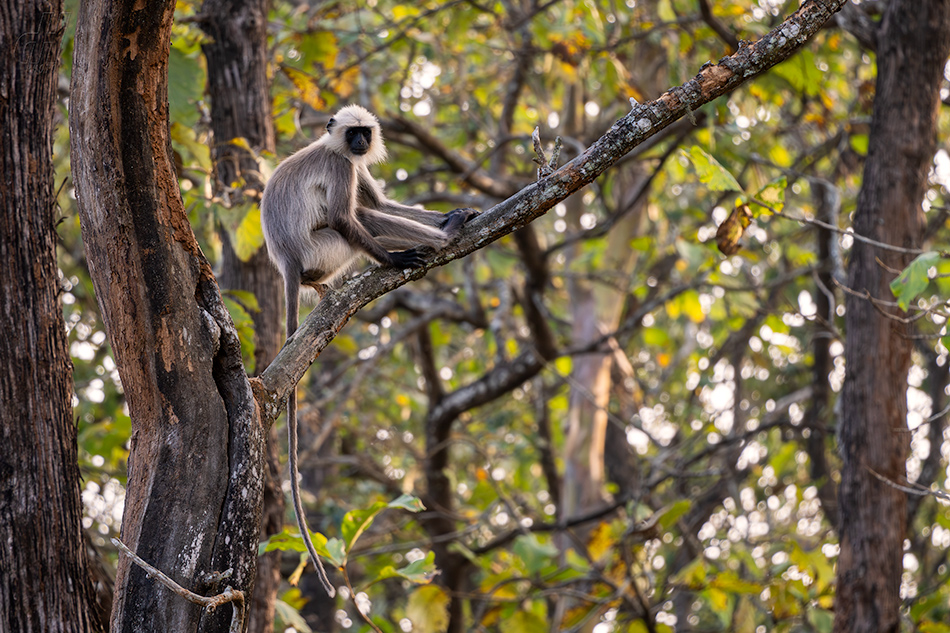 Semnopithecus hypoleucos