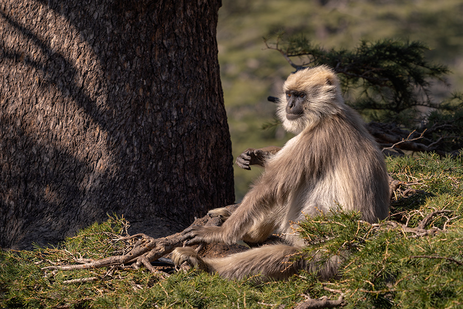 Semnopithecus schistaceus