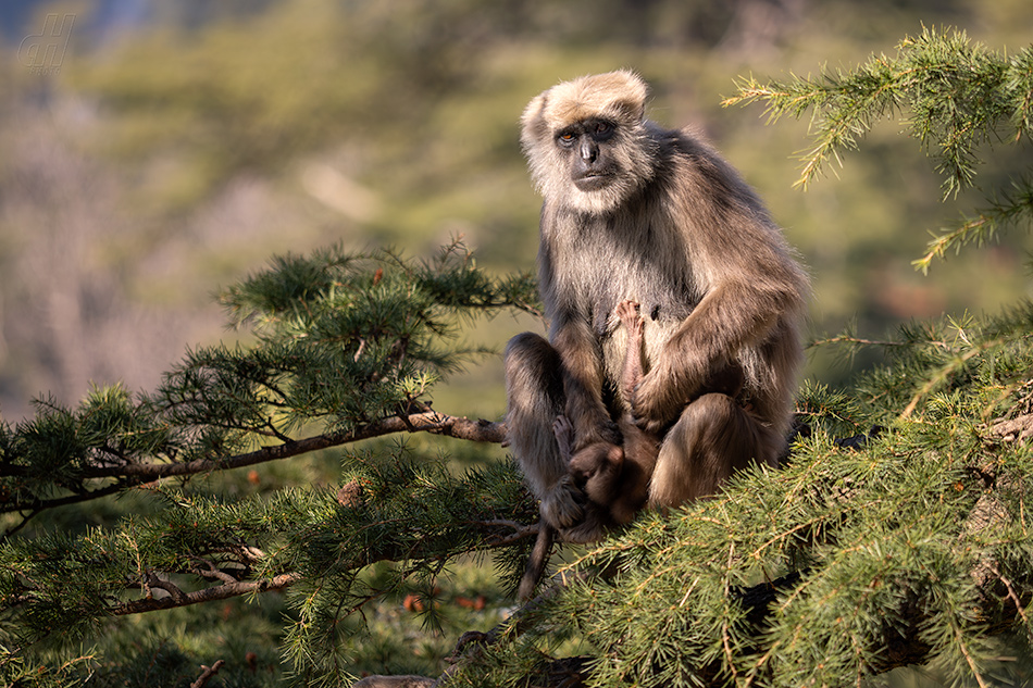 Semnopithecus schistaceus