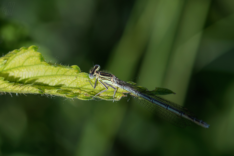 šidélko brvonohé - Platycnemis pennipes