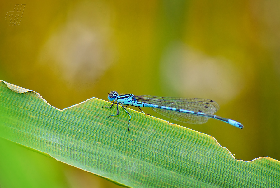 šidélko páskované - Coenagrion puella