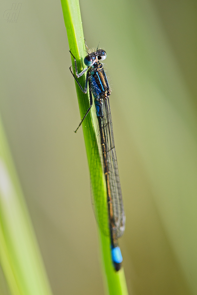 šidélko větší - Ischnura elegans