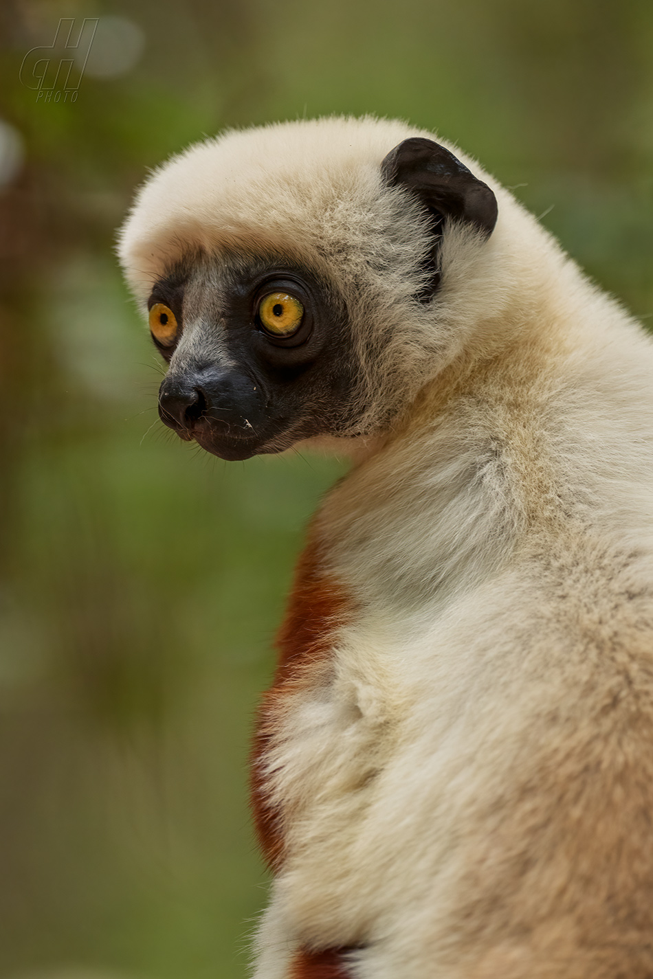 sifaka Coquerelův - Propithecus coquereli