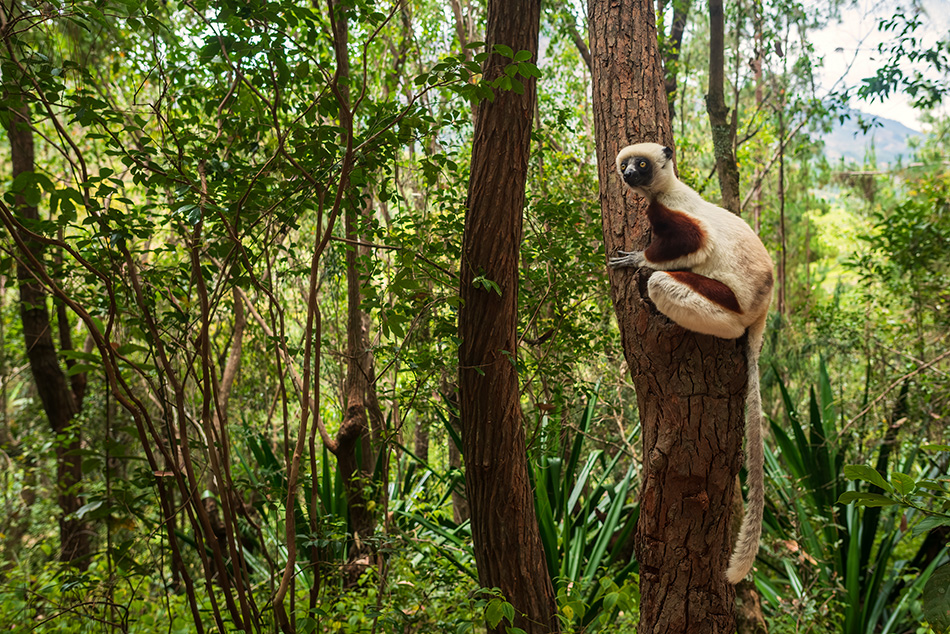 sifaka Coquerelův - Propithecus coquereli