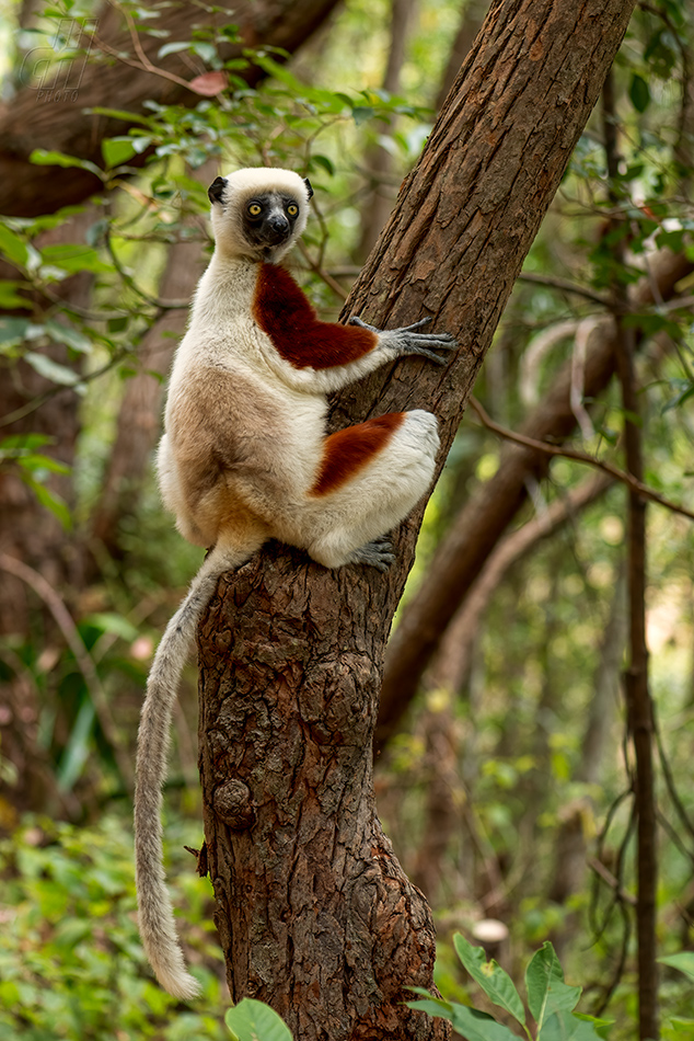 sifaka Coquerelův - Propithecus coquereli