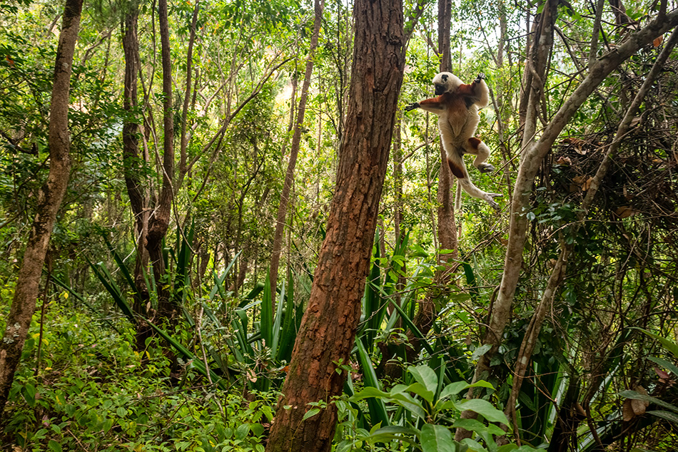 sifaka Coquerelův - Propithecus coquereli